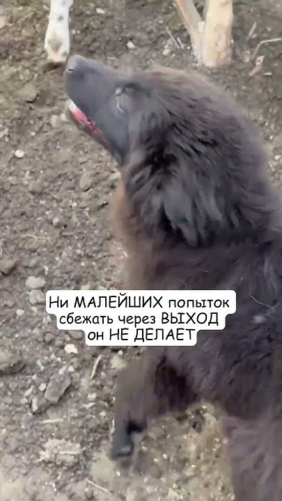 КУ мой мальчик - ПРИЗРАК и его ХОББИ 😅 #призрак # ...