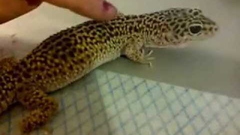 Leopard Gecko: Choosing a leopard gecko