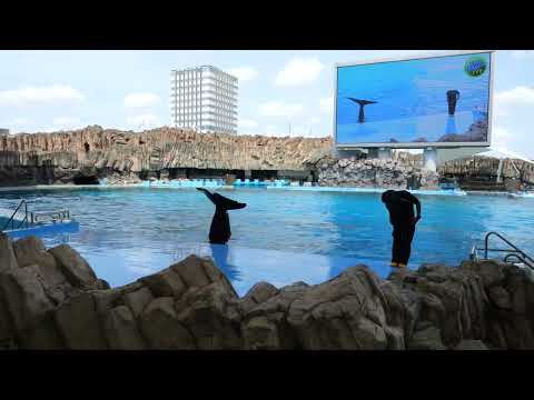 Dolphinarium
