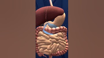How do we make urine in our body in 3d animation. #shorts #shortsfeed
