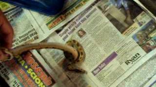 Celebrity this is my new baby green or patternless burmese python Profile