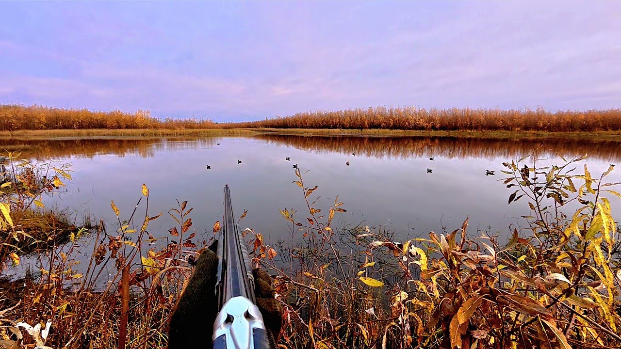 Утка Прёт, Только Заряжай. Отличная Охота с Чучелами Осень 2025г.