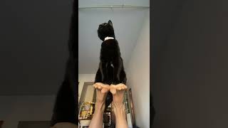 Королева заняла свой трон

#Котофей#shorts