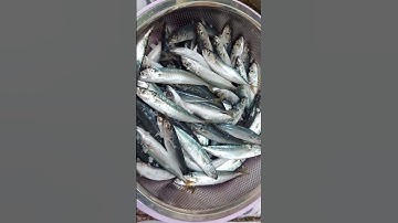 Review cá nục tươi phơi muối 1 nắng,kho chiên rất ngon