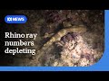 How scientists are trying to preserve the rhino ray species from extinction | ABC NEWS