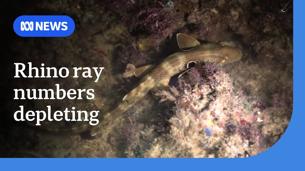 How scientists are trying to preserve the rhino ray species from extinction | ABC NEWS