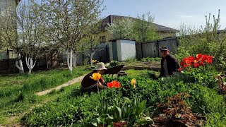 ЗАГОРОДНЫЙ ДОМ | КИПИТ ЖИЗНЬ | ОДИН ДЕНЬ ИЗ ЖИЗНИ | ДЕЛА В САДУ И НА УЧАСТКЕ | ВЕСЕННЯЯ ОБРЕЗКА РОЗ