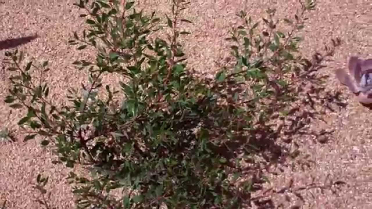 California Friendly Garden Design