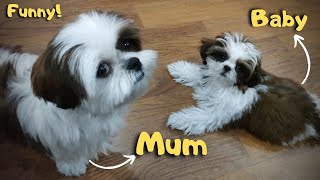 Watch this mom and puppy Shih Tzu play funny.. | Shih Tzu | 10 weeks puppy | Yuki | Mishti #funny