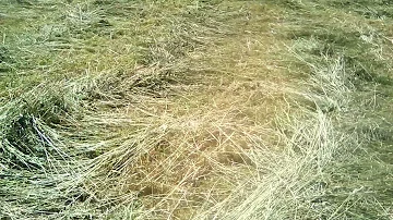 когда  начинать  сенокос