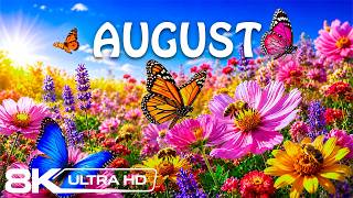August 2026 – Butterfly Flower Fields in 8K 🦋 Bees, Wildflowers & Calm Summer Nature