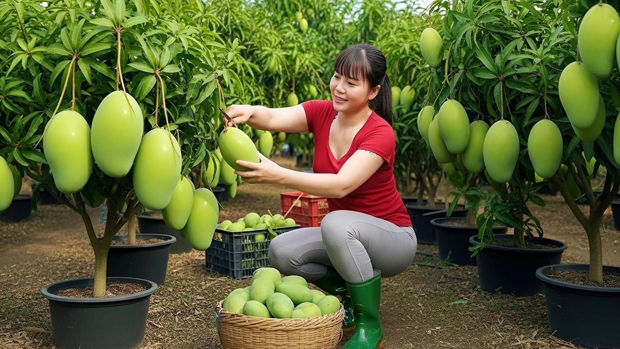 Too Many Mangoes & Bananas! Harvesting and Ripening Fruits to Go to Market