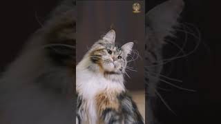 Gabby the  Mainecoon Girl from wagging tails cattery , Biggest maine coon female cat from india #cat