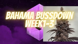 Bahama Bussdown by solfiregardens( 2 phenos)  week 1-3