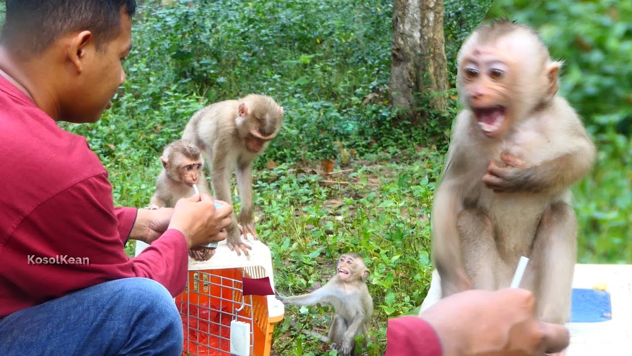 This morning Gina and Dawn sad lol with milk and many monkeys around Ashley Libby too want milk