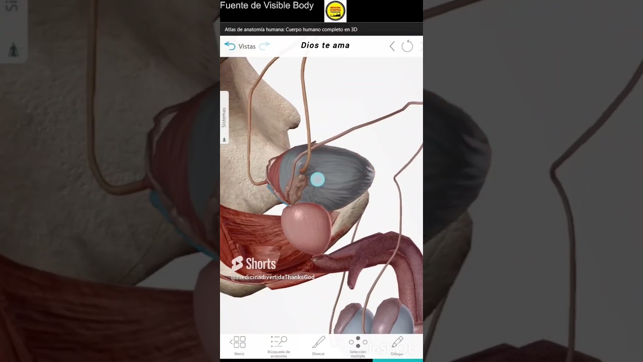 Vesículas seminales