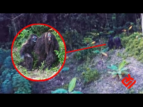 Video: Di Wilayah Ternopil, Makhluk Misterius 