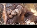 仲良し!かわいい(リキ♂7歳、アピ♂5歳)・オランウータン