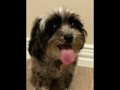 I have cutest pet on the internet yes i do