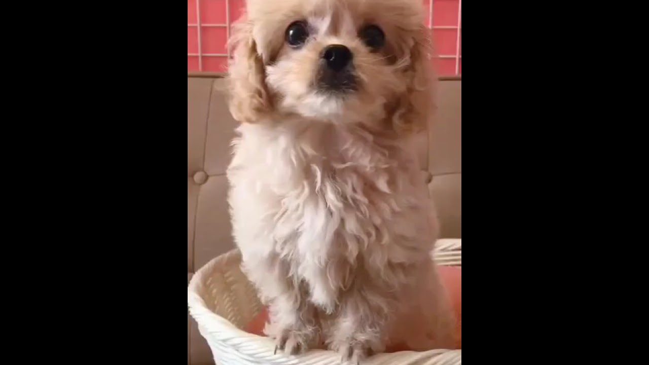 神奈川県のミックス犬 女の子 04 23生まれ クリーム 子犬id ブリーダーナビ 神奈川県のミックス犬 女の子 04 23生まれ クリーム 子犬id ブリーダーナビ