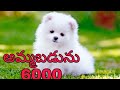 Pemorin puppies sale in telugu ll 9573948195 ll