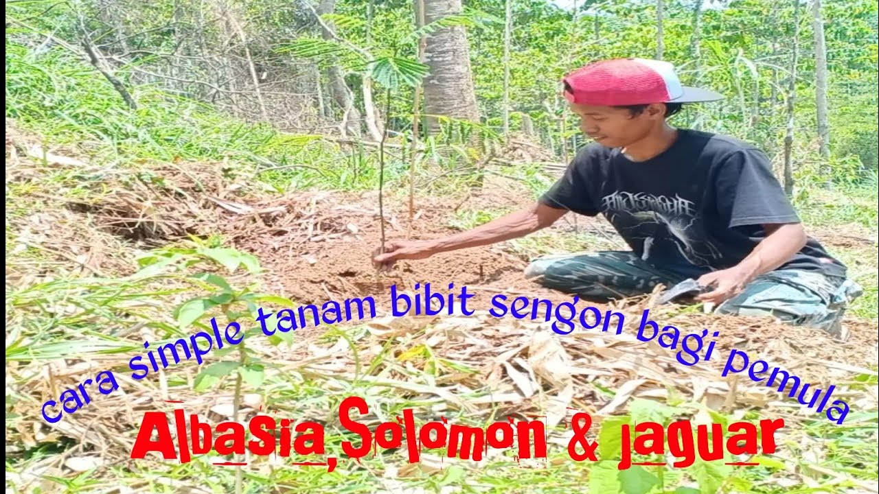 menanam bibit pohon sengon | albasia