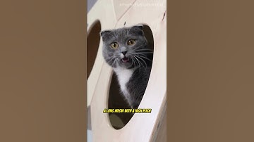 Cat Behavior Decoded: What Meows Really Mean