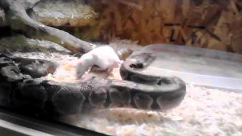 Ball python vid