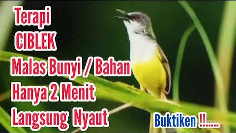 Full Terapi Ciblek macet Bunyi/Bisu || gak perlu lama burung jadi gacor mp3