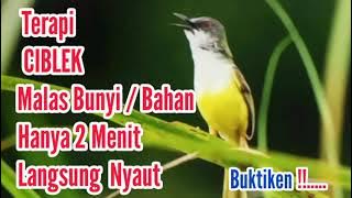 Full Terapi Ciblek macet Bunyi/Bisu || gak perlu lama burung jadi gacor mp3