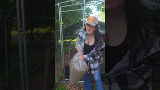 The Secret to Better Eggs &amp; Stronger Feathers #backyardchickens #bsfl #chickenfeed #poultrynutrition