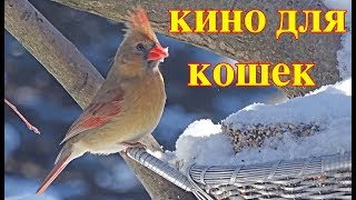 Фильм для вашей кошки и собаки