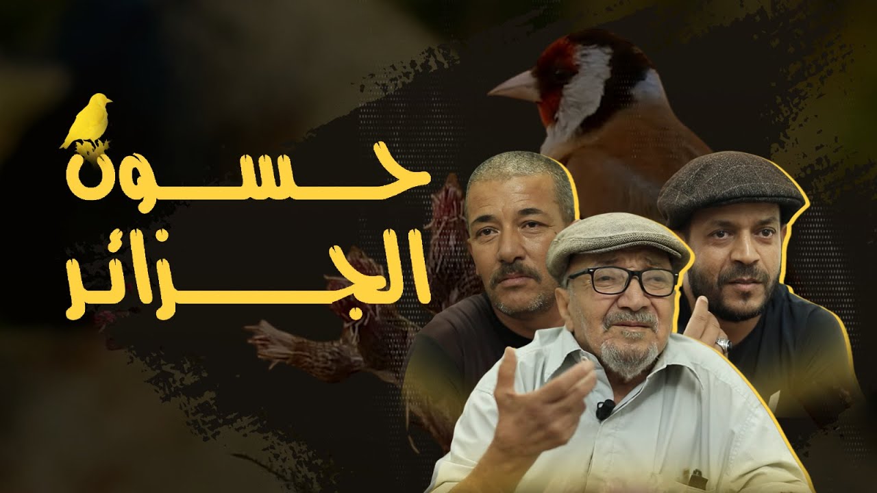 أغرب هواية في الجزائر؟ شاهد كيف يعتنون بطائر الحسون!   🐦 | Bird Breeding Trend