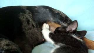 Female Dog Breast Feeding Kitten Female Dog Breast Feeding Kitten