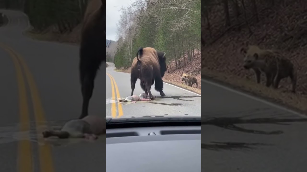 🥶 Extreme Challenge! How Do Yak Twins Survive In The Freezing Cold? 극지 도전! 야크 쌍둥이가 추위 속에서 어떻게 살아남을까?