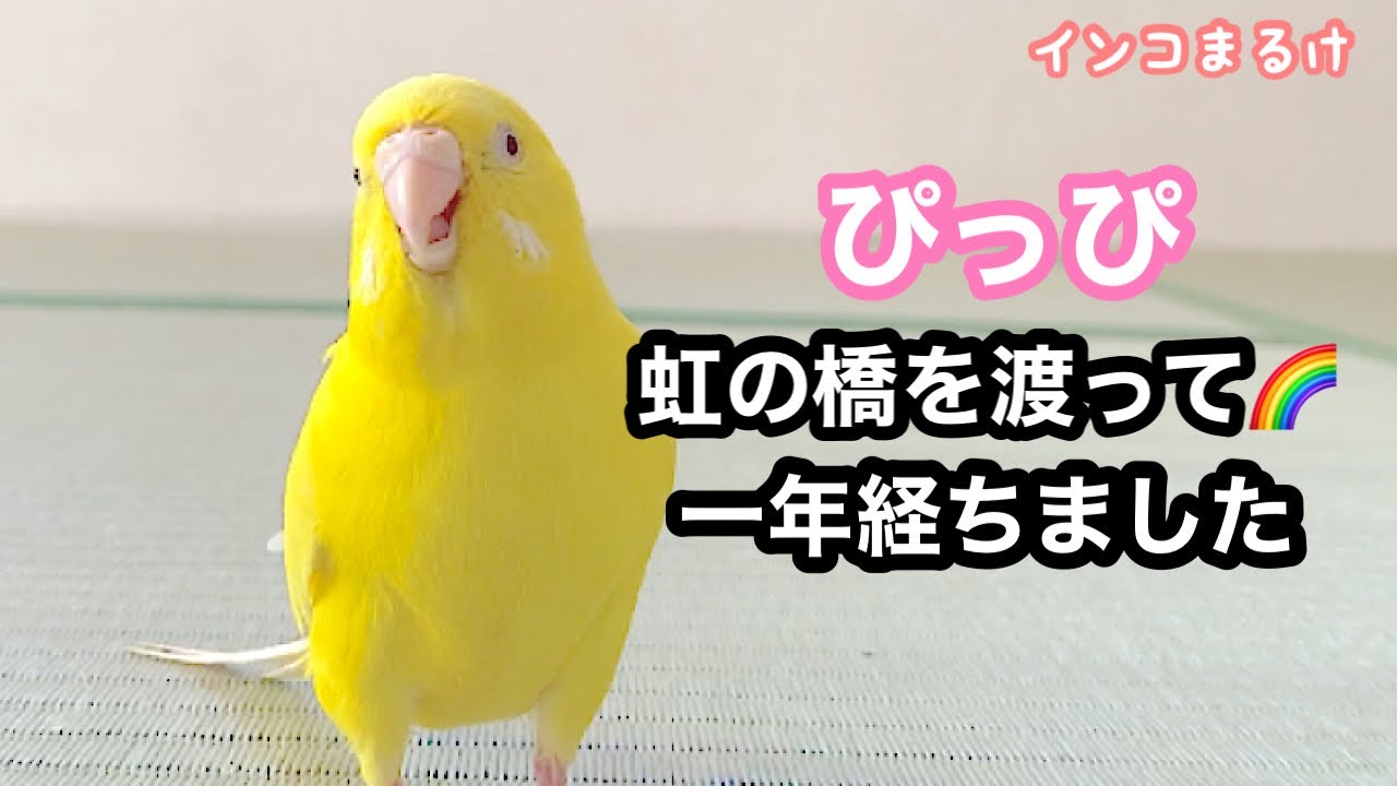 ぴっぴが虹の橋を渡って一年が経ちました Budgerigar. - YouTube