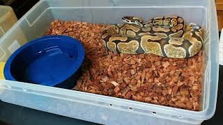 Enchi Orange Dream Ball Python