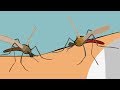 Мультик про комаров