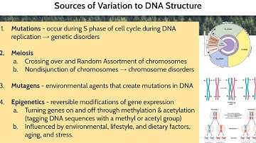 Cell Differentiation and Epigenetics Activity Video