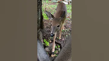 Baby Deer Let S Me Touch It 
