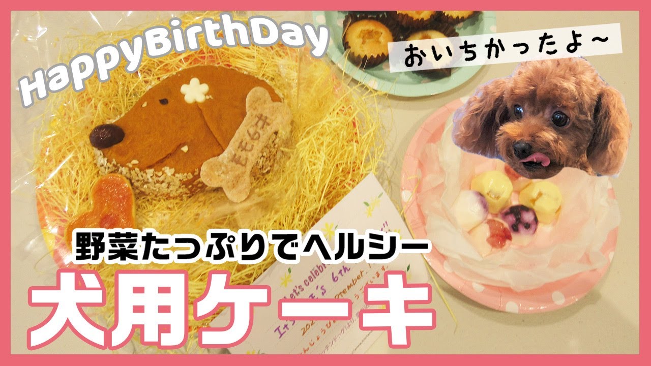 祝６歳 モモちゃんのお誕生日を犬用ベジタブルケーキで皆でお祝いしました ペピイチャンネル Youtube