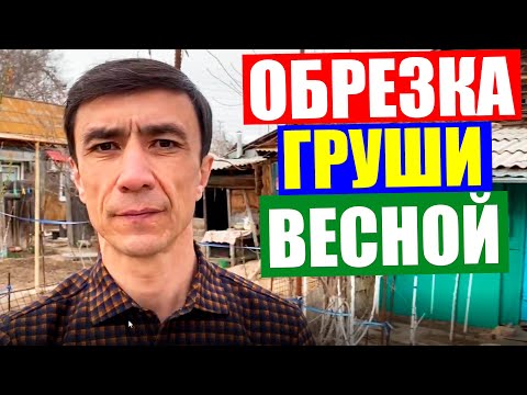 Бейне: Алмұрттарды күйдірген дақтармен емдеу: алмұрт ағаштарының күйдірген дақтарын қалай басқаруға болады