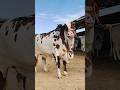 M.H.G CATTLE 🐄 FARM 2026 Karachi The heaviest Calf in the Market #cowcalf #cow#animals #bull #eid