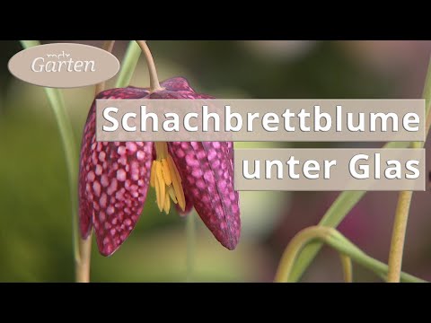 Video: Vermehren sich Fritillaria meleagris Zwiebeln?