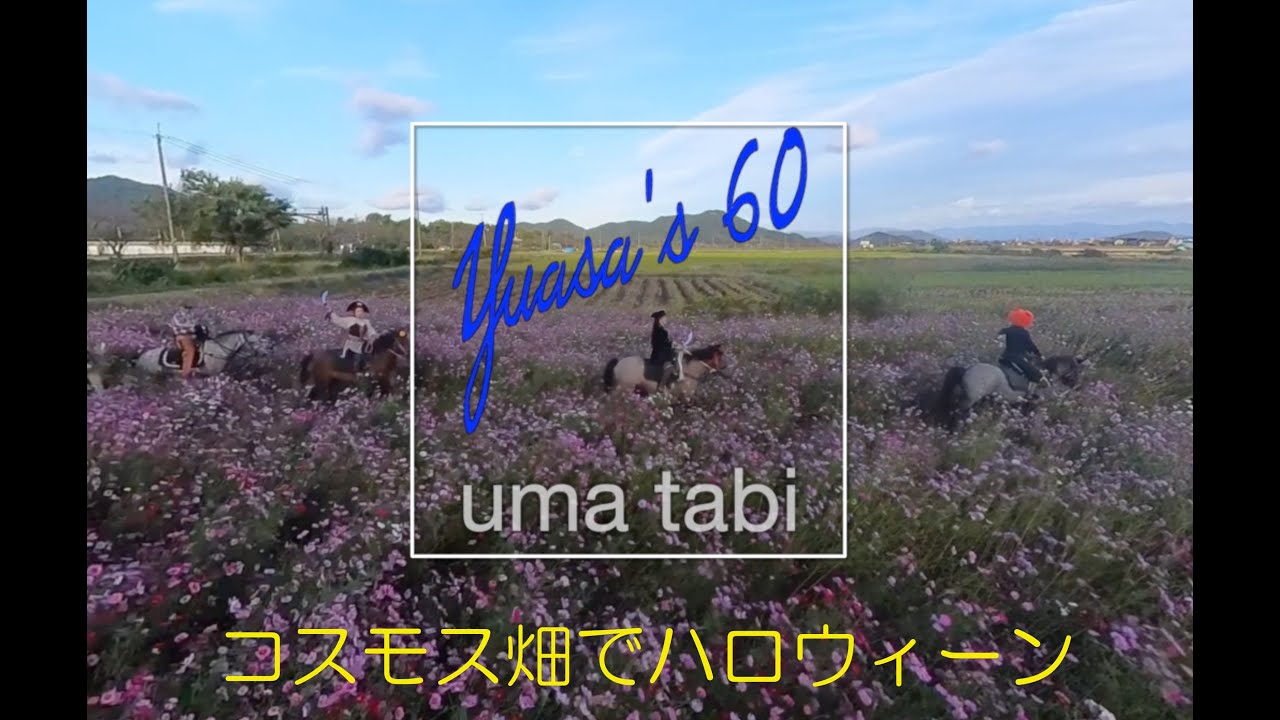 コスモス畑で　ハロウィン