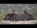 Águila real vs Buitre negro