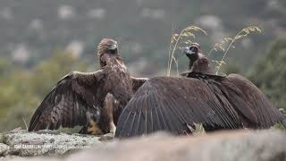 Águila real vs Buitre negro