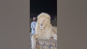 قال إنما أشكو بثي وحزني إلى الله وأعلم من الله ما لا تعلمون|اسلام صبحي|سورة يوسف|تلاوة جديدة#قرآن