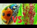 #10 てんとう虫 VS アブラムシ | Ladybug | божья коровка