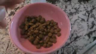 Solid Gold High Protein Holistic Dry Cat Food, Conscious company offering good nutrition without gra